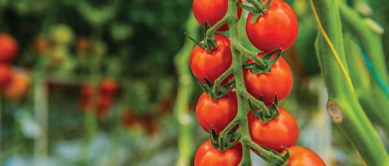 Tomatoes on the vine