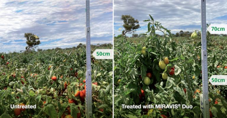 Miravis Duo Treated v Untreated comparison