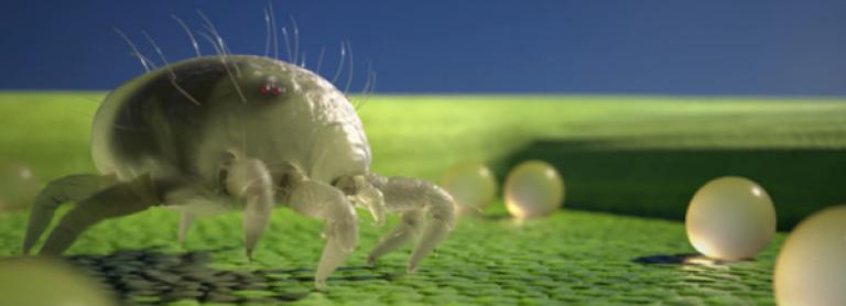 Mite pest
