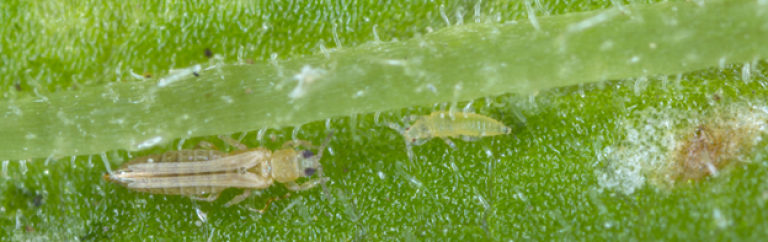 Thrips and nymph