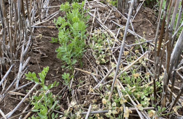 new multi-tolerant lentil varieties available in 2023 GIA Metro and GIA Sire