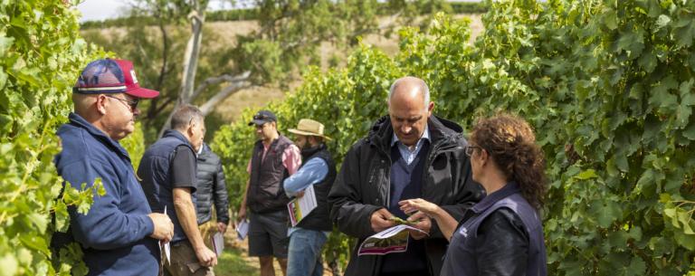 Syngenta Grape Crop Protection Field