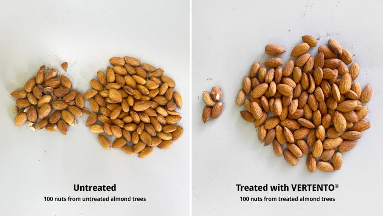 image comparison showing untreated almonds vs almonds treated with VERTENTO insecticide