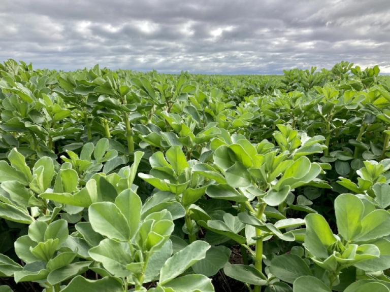 pulse crops
