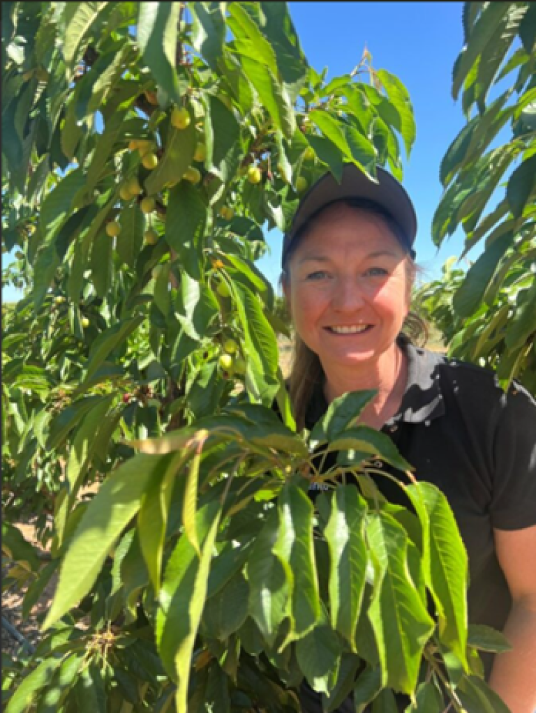Dr Brandy Rawnsley inspecting cherries treated with MIRAVIS® Prime fungicide.