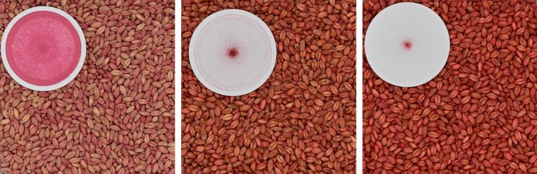 Seed samples