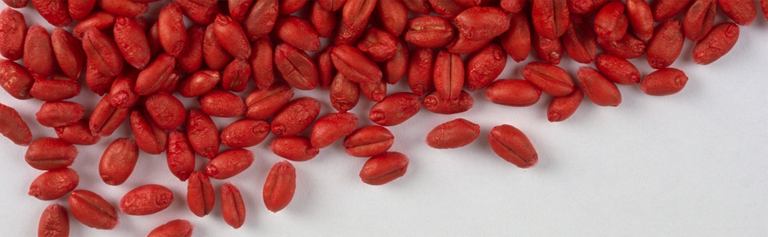 Cereal Seed Treatment Calibration Calculator Banner - Treated Wheat Seeds