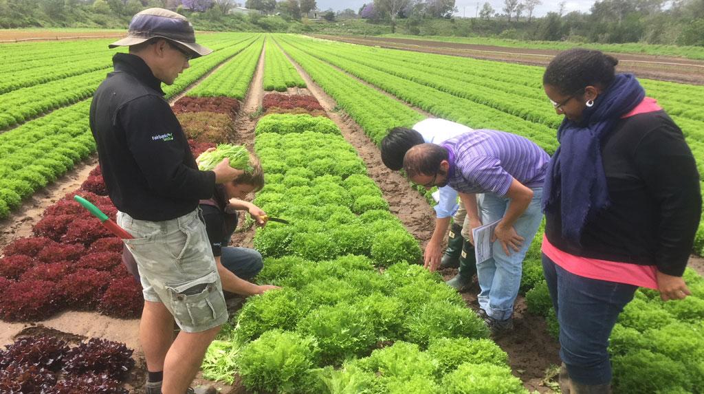 Lettuce breeder visit