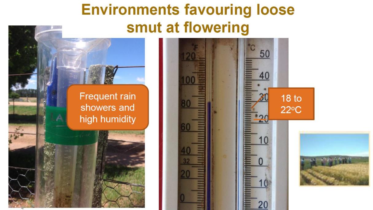 Loose smut environments info tile