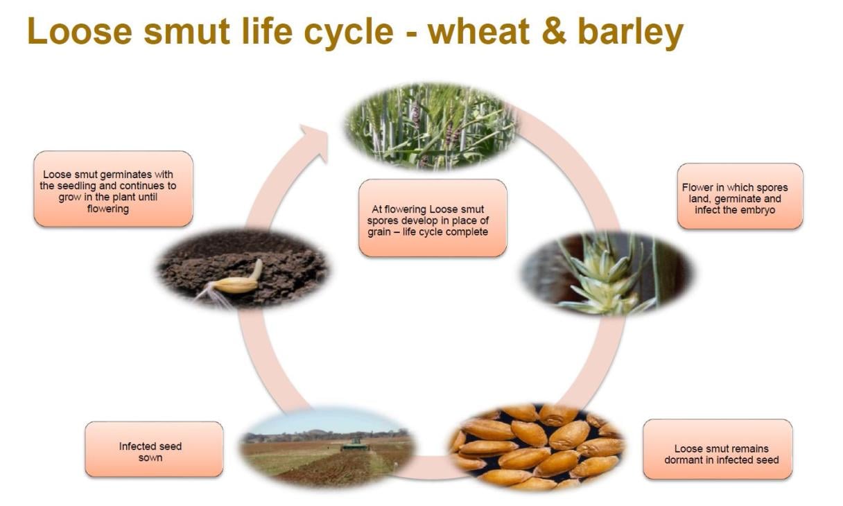 Loose smut life cycle