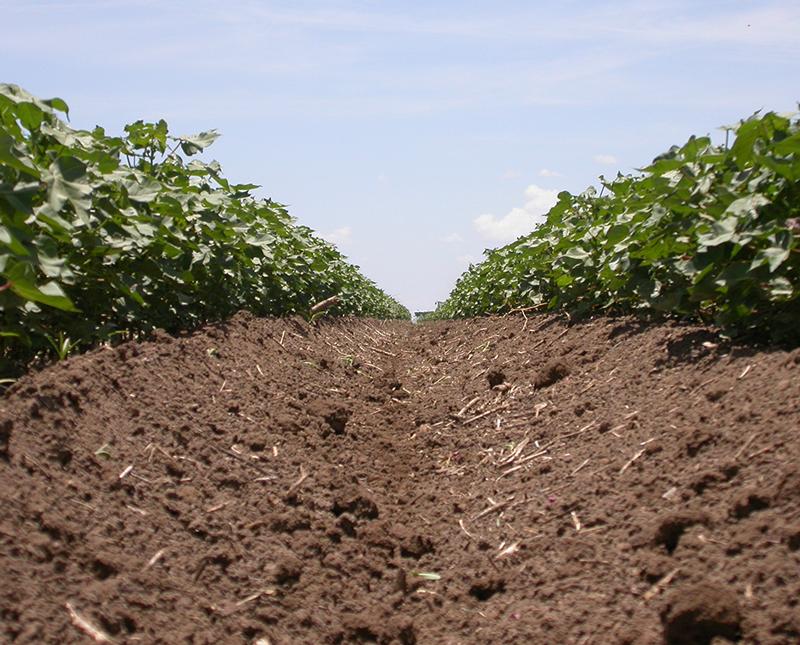Cotton Furrow