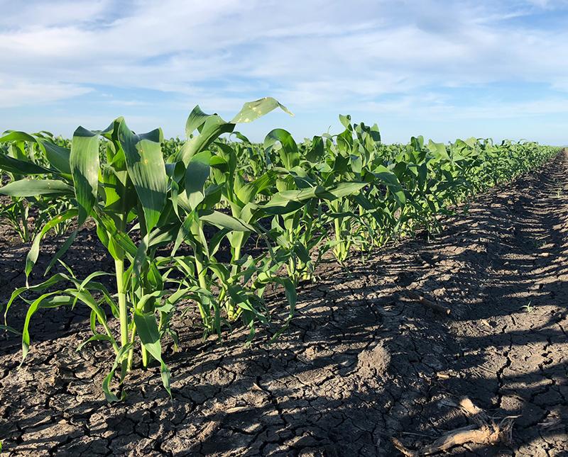 Sorghum 6 leaf stage