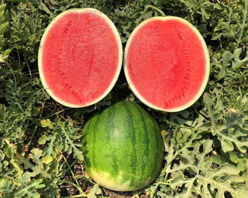 New Syngenta medium-sized seedless watermelon WDL6401, currently in trial in Australia.