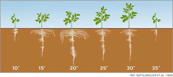 potato-root-growth-visual_yara-fertilisers