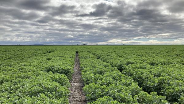 Faba Beans Australia