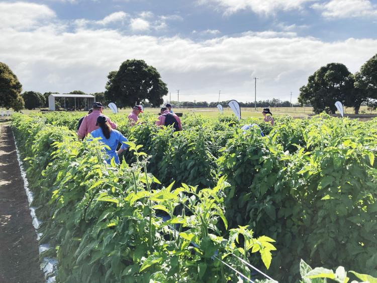 Growmore Syngenta