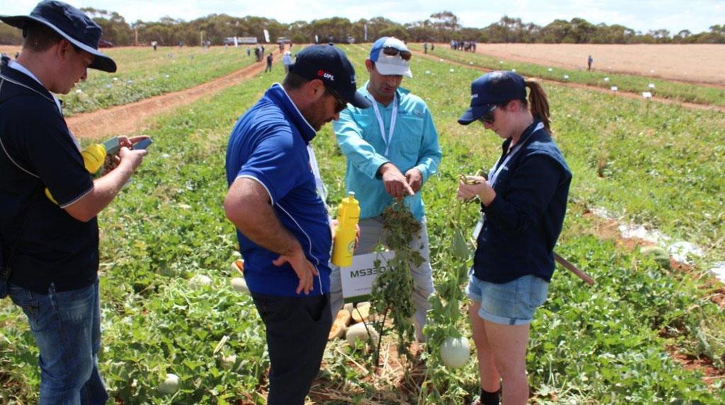 Rakesh demonstrating Cotton Aphid resistance between CLAUDIA (on the right) and a susceptible variety (left).