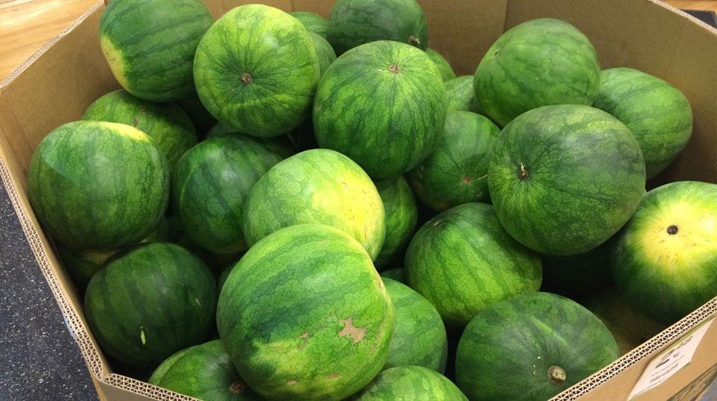 Raider: Keep an eye out for this little gem at your local supermarket and be sure to take one home. Notice the mottled stripe which is characteristic of this variety. 