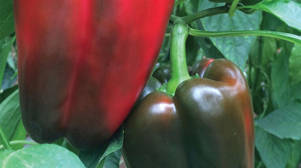 capsicums hanging off tree