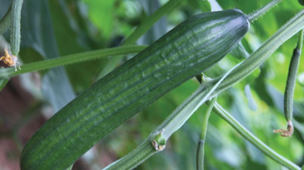 cucumber hanging off crop