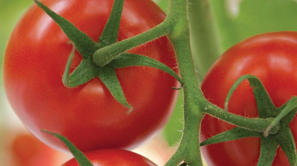 Tomatoes on branch