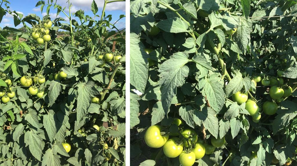 Picture taken at Bowen trial displaying Rifle’s ability to produce high yields and quality fruit set to the top wire.