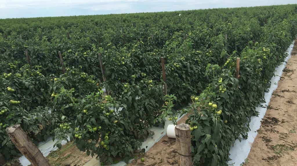The first 10,000 plant trial of Rifle on a farm in Bundaberg, Qld.
