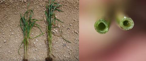 barley weeds on floor