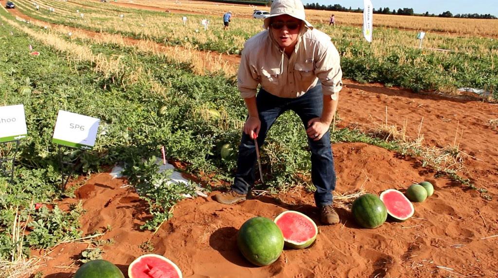 Matt Kinkade, Watermelon Breeder
