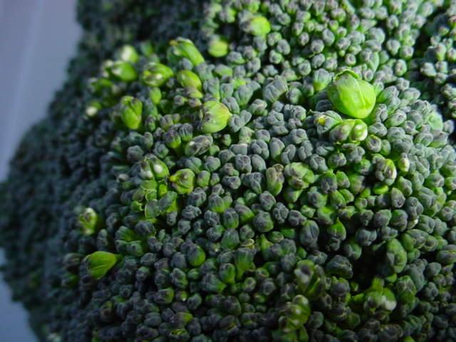 White Blister on broccoli floret	