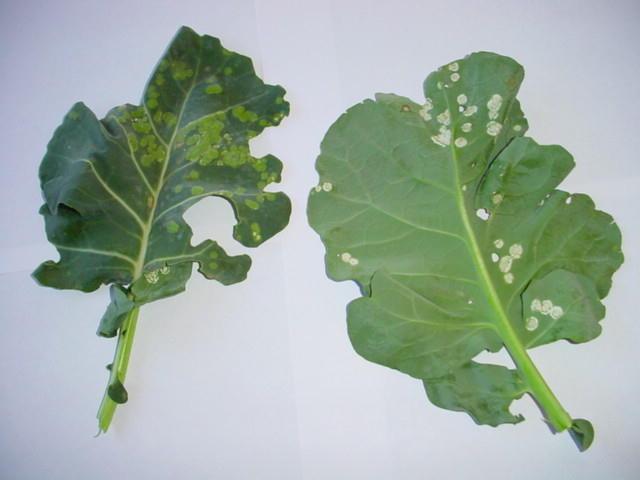 White Blister on leaves