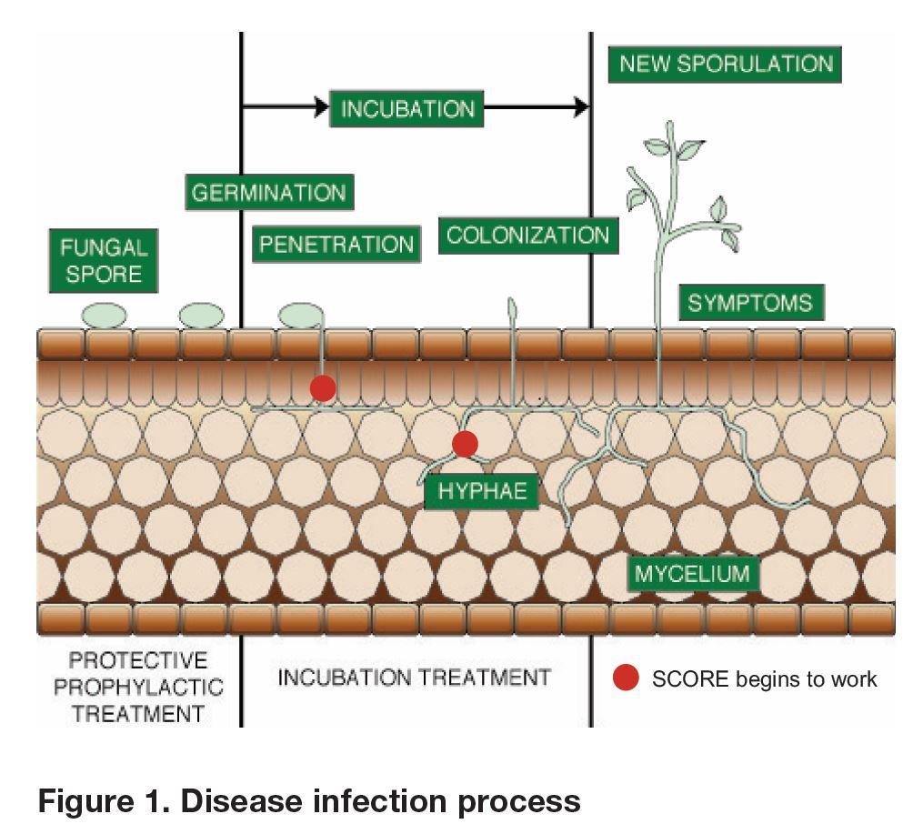 Disease Infection Process