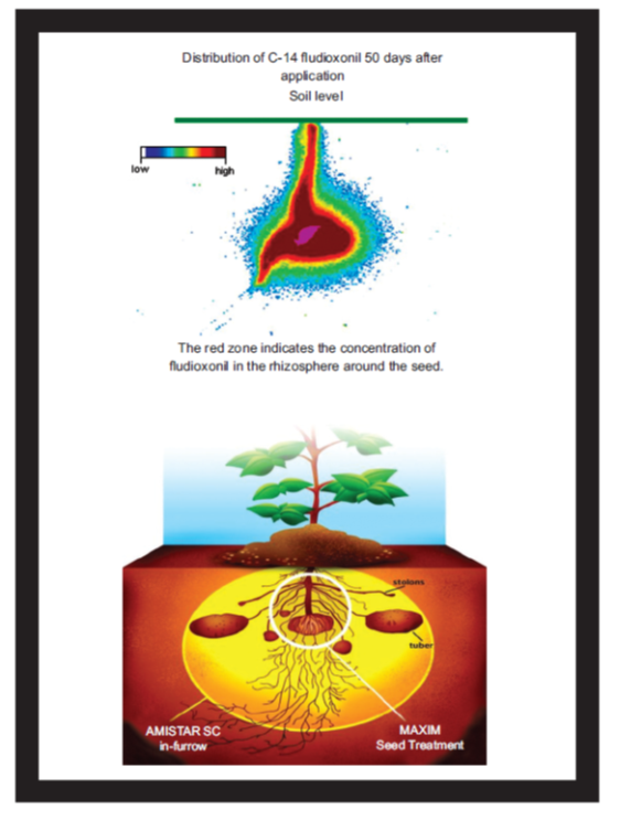 Amistar maxim seed treatment diagram 