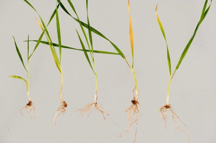  Image 2 Wheat seedlings with rhizoctonia root rot expressed as spear-tipped roots.