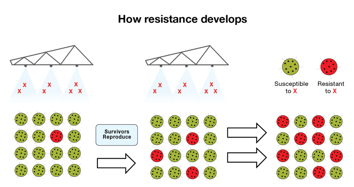 How resistance develops illustration