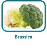 Protected brassica