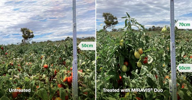 Miravis Duo Treated v Untreated comparison