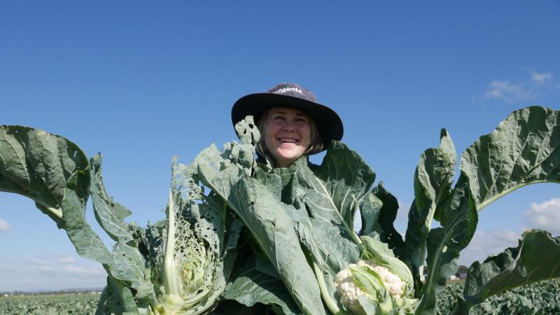 Jo Gentle Cauliflower