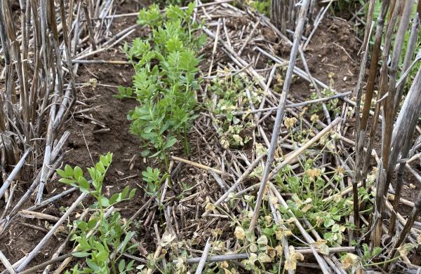 new multi-tolerant lentil varieties available in 2023 GIA Metro and GIA Sire