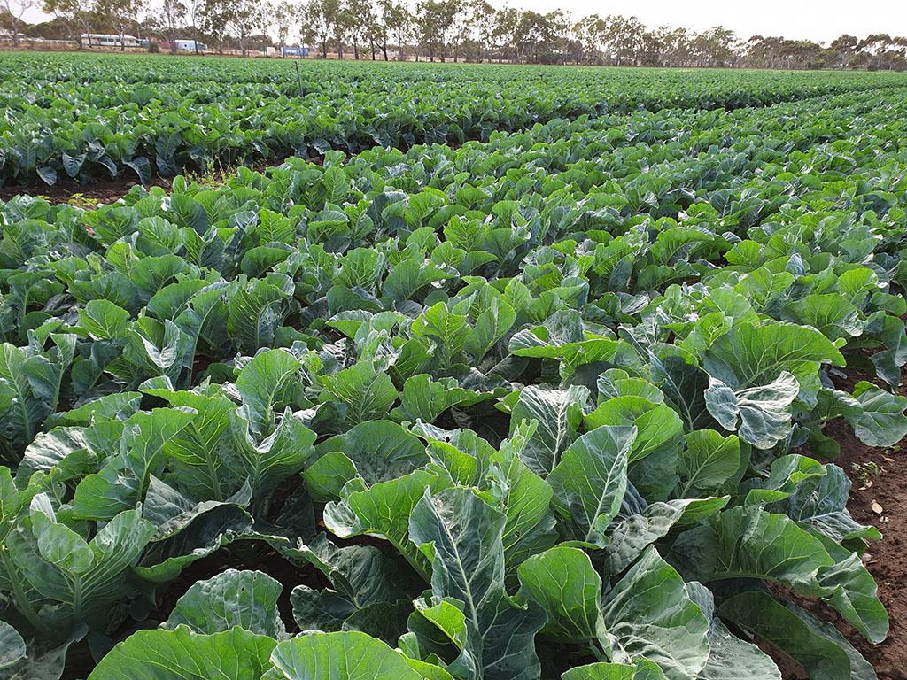 Simodis in Brassicas