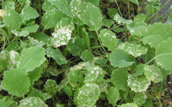 Silvering of a canola crop caused by redlegged earth mites.