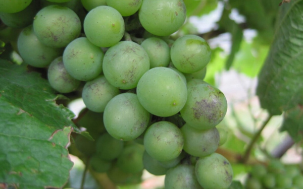 Powdery mildew in-text
