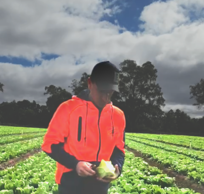 Frankie Ruffo, Tripod Farmers, inspecting lettuce.