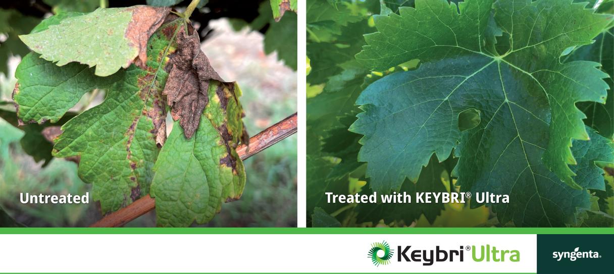 KEYBRI Ultra treated and untreated grapes