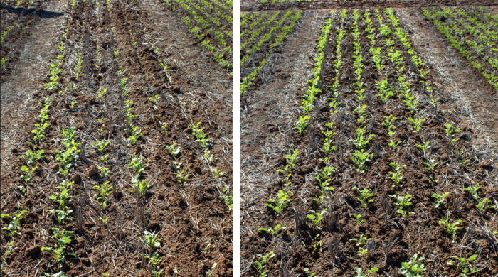 EQUENTO® Extreme treated canola (right) compared to the untreated (left) at a Syngenta Learning Centre