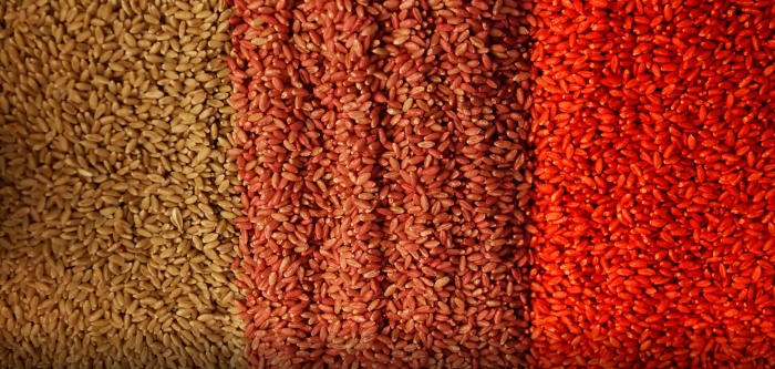 untreated and treated seed