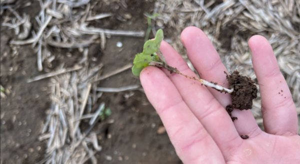 Feeding damage to a canola seedling observed on the Strathalbyn farm.