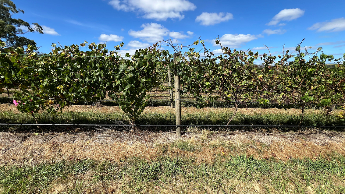 Incidence and severity of downy mildew (Plasmopara viticola) on grapevine leaves and bunches (cv. Chardonnay) following two applications at E-L 16 & E-L 18  (21-day interval).