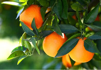 VERTENTO® insecticide for better citrus crops - close-up of healthy citrus fruit on tree